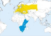 El de la migración extraña