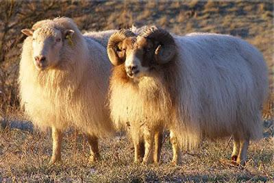 La oveja Islandesa, la 