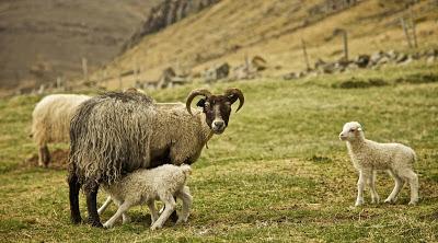 La oveja Islandesa, la 