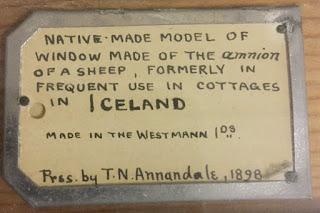 La oveja Islandesa, la 