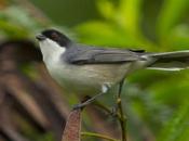 Monterita cabeza negra (Black-capped Warbling-Finch) Microspingus melanoleucus