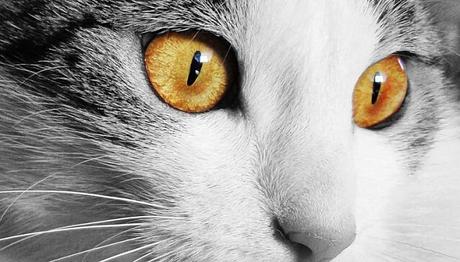 reconoce los síntomas