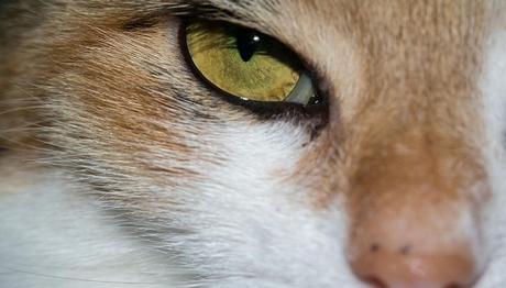 busca ayuda veterinaia