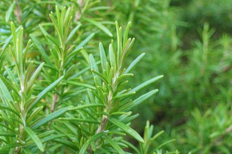 Romero para dolores musculares