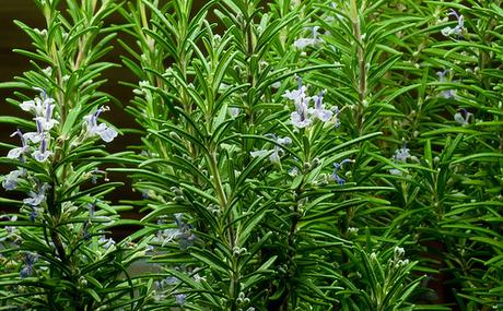 Romero para dolores musculares