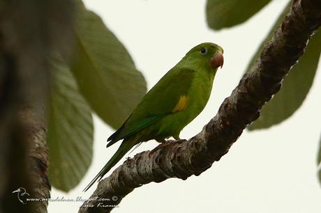 Catita chirirí (Yellow-chevroned Parakeet) Brotogeris chiriri