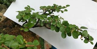 FARALLON : mantenimiento de primavera