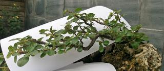 FARALLON : mantenimiento de primavera