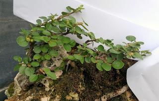 FARALLON : mantenimiento de primavera