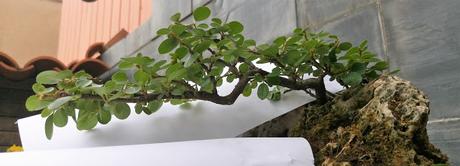 FARALLON : mantenimiento de primavera