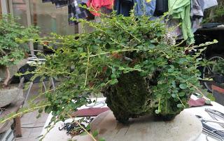 FARALLON : mantenimiento de primavera