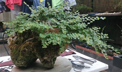 FARALLON : mantenimiento de primavera