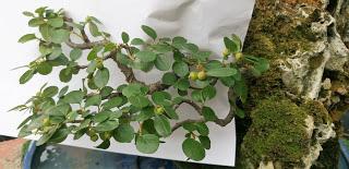 FARALLON : mantenimiento de primavera