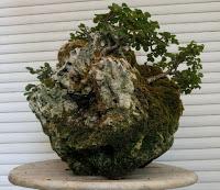 FARALLON : mantenimiento de primavera