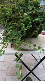 FARALLON : mantenimiento de primavera