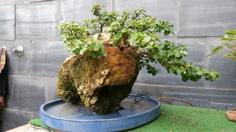 FARALLON : mantenimiento de primavera