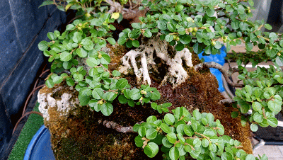 FARALLON : mantenimiento de primavera