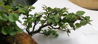 FARALLON : mantenimiento de primavera