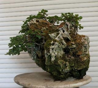 FARALLON : mantenimiento de primavera