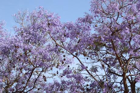 WHITE LACE WHITE LACE