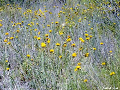 Té pampa (Thelesperma megapotamicum)