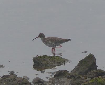 Cerrando la migración