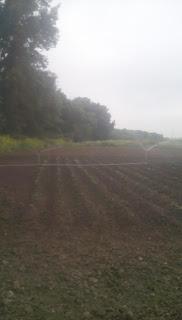 Riego de las patatas