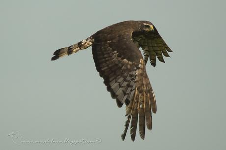 Gavilán planeador (Long-winged Harrier) Circus buffoni