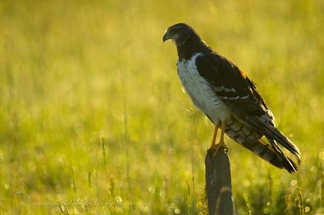 Gavilán planeador (Long-winged Harrier) Circus buffoni