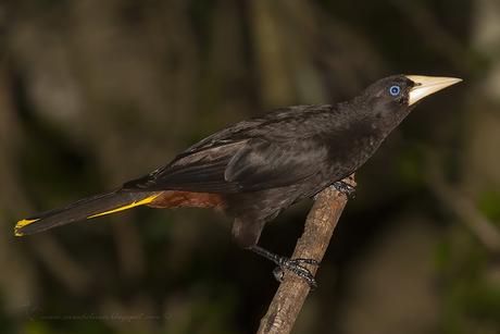 Yapú (Crested Oropendola) Psarocolius decumanus