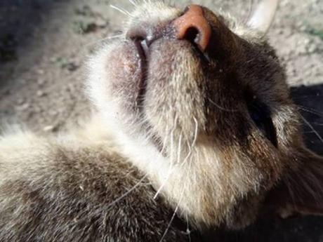 Manzanillo, entre perros, gatos y hasta mariposas #Cuba #CubaEsNuestra