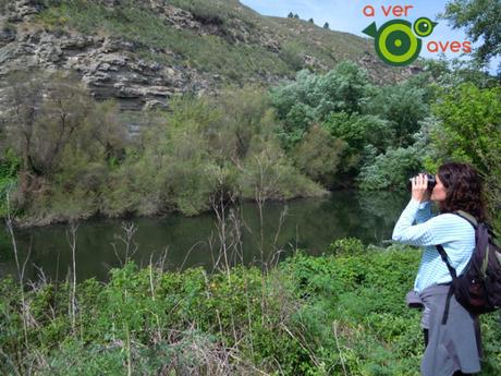 Más de cien especies de aves en más de cien parques de Madrid