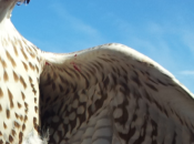 Control aves rapaces