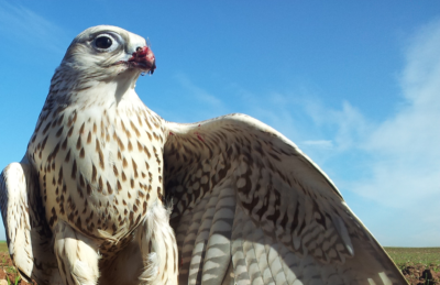 Control de aves con rapaces