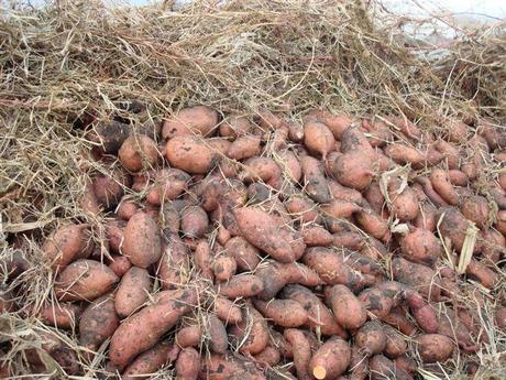 VIDEO: En Guantánamo ahora el Pan es de harina de boniato