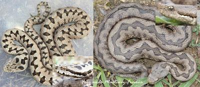 Víboras mediterráneas (hocicuda y áspid), zonas de contacto e hibridación