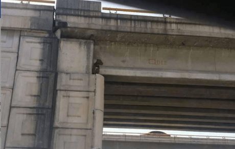 Denuncia: personas suben perros a puentes a manera de maltrato