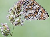 Melitaea phoebe mojada