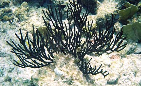 El coral negro ha sido la clave de este descubrimiento