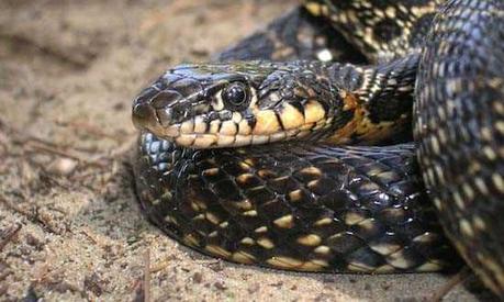 Aparece una serpiente de gran tamaño en una vivienda en Montequinto