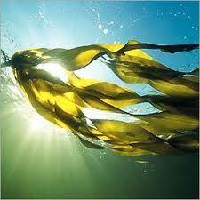 Kelp: algas con muchas propiedades