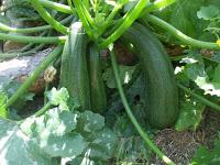 Calabacín relleno de verdura y carne con bechamel al azafrán