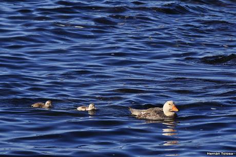 Familia de pato vapor