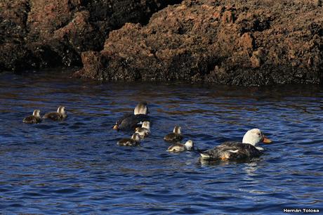 Familia de pato vapor