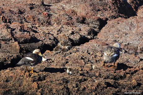 Familia de pato vapor