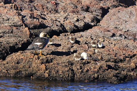 Familia de pato vapor