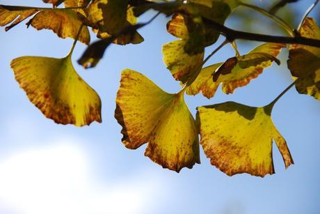 ginkgo biloba