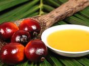 Como afecta nuestro cuerpo Aceite palma