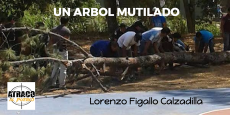 UN ÁRBOL MUTILADO