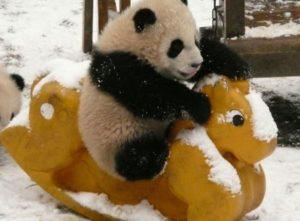 Raiola manda y no el panda concurso seo Raiola manda y no el panda concurso seo